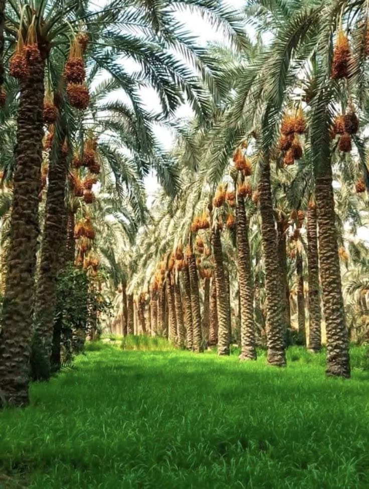 مزرعة تمور عجوة المدينة